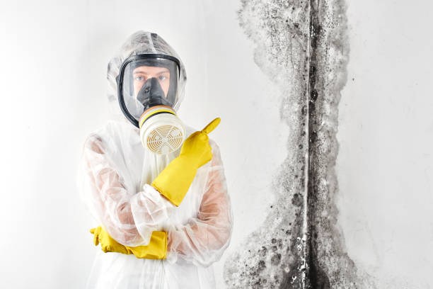  Paxton, IL Mold Removal Services Pros