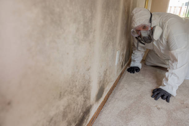 Paxton, IL Mold Removal Services Company